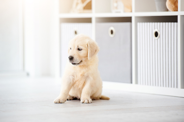 포토 JPG 해외이미지 동물 행복 장난 포유류 바닥 주택 실내 건강 사랑 사람없음 내부 반려동물 귀여움 우정 기쁨 성장 아기 황금 개 리트리버 달콤 강아지 작음 긍정 위치 동반자 유래 순혈 해외202309 해외포토 감정 컨셉 사람 건물 친구 맛 크기 파일형식