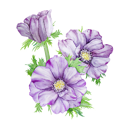 JPG 해외이미지 잎 일러스트 사람없음 장식 보라색 우아함 아네모네 엘리먼트 해외202309 해외일러스트 식물 꽃 컬러 컨셉 파일형식