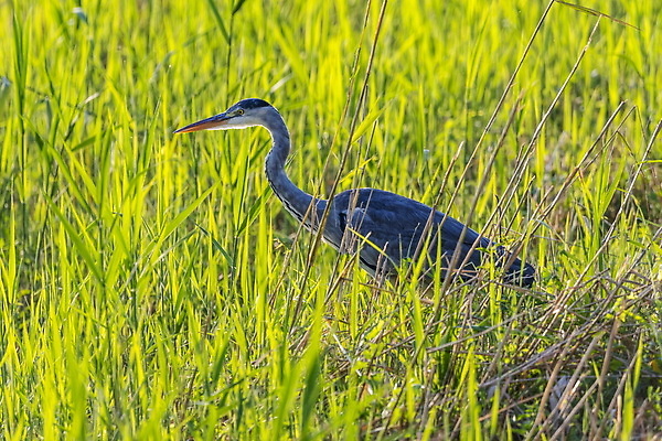 포토 JPG 해외이미지 동물 유럽 호수 야생동물 백그라운드 날개 자연 조류 갈대 서기 사람없음 야외 초록색 물 파란색 강 뷰티 반사 환경 회색 흰색 연못 황무지 습지 큼 왜가리 깃털 부리 목 내추럴 동물상 해외202309 해외포토 자연요소 식물 나라 컬러 모션 신체부위 조형물 크기 생태계 파일형식