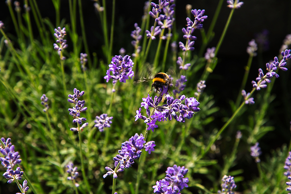 포토 JPG 해외이미지 식물 동물 1 계절 꽃 야생동물 컬러 곤충 백그라운드 꽃무늬 밭 날개 자연 사람없음 야외 초록색 여름 컬러풀 뷰티 정원 보라색 봄 줄무늬 다양 벚꽃 개화 수분 벌 수집 허브 제비꽃 꽃가루 꿀 라벤더 내추럴 호박벌 해외202309 해외포토 다수 무늬 농업 벌_곤충 가루 생태계 파일형식