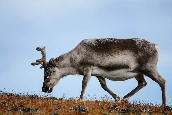 포토 JPG 해외이미지 동물 야생동물 여행 백그라운드 겨울 포유류 자연 사슴 뿔 노르웨이 핀란드 사람없음 야외 여름 파란색 흰색 북극 북쪽 알래스카 내추럴 그린란드 순록 스칸디나비아 해외202309 해외포토 계절 유럽 컬러 섬 북유럽 덴마크 미국 극지방 방향 생태계 파일형식