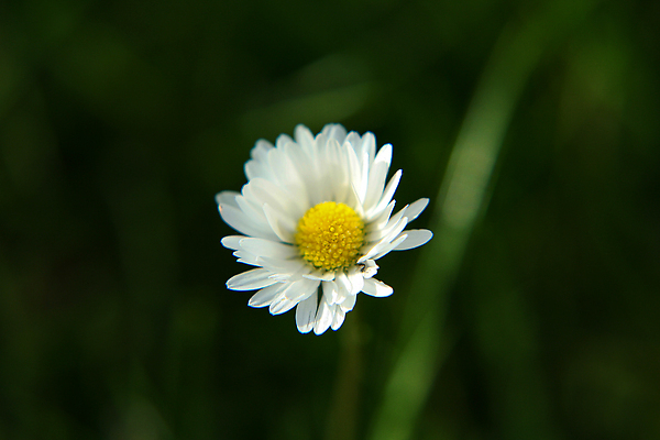 포토 JPG 해외이미지 식물 계절 꽃 백그라운드 잎 꽃무늬 밭 자연 잔디 사람없음 초록색 햇빛 뷰티 약 노란색 정원 맑음 봄 벚꽃 흰색 시골 신선 허브 데이지 녹색배경 내추럴 캐모마일 해외202309 해외포토 컬러 무늬 농업 의학 날씨 태양 생태계 파일형식