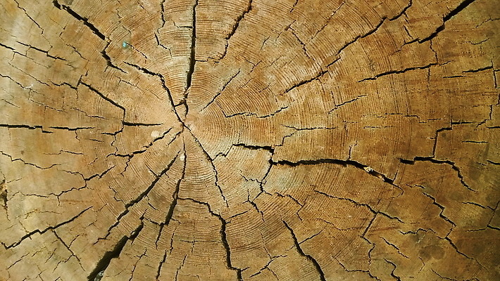 포토 JPG 해외이미지 나무 식물 백그라운드 패턴 부분 자연 날씨 추상 사람없음 목재 갈색 수확 반지 소나무 원형 거친 균열 숲 자르기 질감 통나무 다리찢기 내추럴 수목 옛날 노화 해외202309 해외포토 도형 컬러 컨셉 무늬 농업 재료 장신구 모션 생태계 파일형식