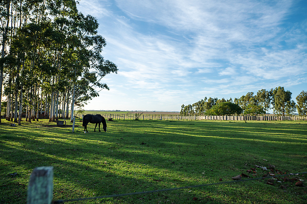 포토 JPG 해외이미지 동물 전통 행복 문화 여행 밭 포유류 자연 사람 사람없음 야외 옆모습 초록색 파란색 반려동물 뷰티 농장 머리 미국 가축 목장 시골 카우보이 승차 대문 조랑말 기수 남쪽 라이더 방목장 우루과이 해외202309 해외포토 감정 뷰포인트 컬러 북아메리카 농업 모션 신체부위 문 말_동물 남아메리카 방향 생태계 파일형식