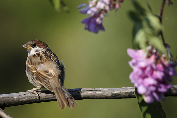 포토 JPG 해외이미지 나무 식물 동물 계절 공원 꽃잎 꽃 아시아 야생동물 컬러 백그라운드 잎 태국 자연 조류 생물 사람없음 야외 초록색 파란색 컬러풀 햇빛 뷰티 노란색 환경 정원 일본 검은색 봄 벚꽃 흰색 나뭇가지 신선 개화 체리 작음 척추 꼬리 부리 내추럴 동물상 해외202309 해외포토 공공시설 나라 과일 뼈 태양 조형물 크기 생태계 파일형식