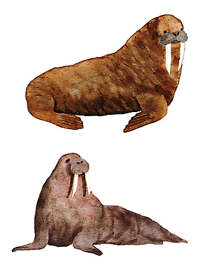 JPG 해외이미지 동물 일러스트 사람없음 갈색 바다코끼리 해외202309 해외일러스트 컬러 포유류 바다동물 파일형식