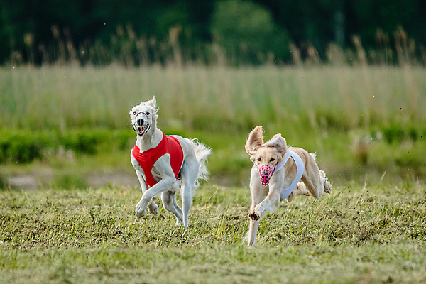 포토 JPG 해외이미지 동물 공원 행복 스포츠 셔츠 밭 포유류 모션 자연 놀이 건강 사람없음 야외 초록색 달리기 햇빛 뷰티 우주 정원 맑음 점프 검은색 경쟁 에너지 레이싱 잡기 개 유혹 강의 테리어 속도 호기심 사냥 사냥개 섬광 순간 순혈 해외202309 해외포토 공공시설 감정 컬러 컨셉 상의 농업 날씨 시합 태양 생태계 파일형식