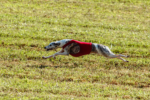 포토 JPG 해외이미지 동물 1 공원 감정 스포츠 밭 모션 놀이 건강 사람없음 야외 초록색 반려동물 달리기 뷰티 걷기 정원 점프 경쟁 에너지 게임 시골 레이싱 잡기 개 유혹 속도 사냥 송곳니 기르기 전력질주 챔피언 순혈 해외202309 해외포토 공공시설 컬러 컨셉 농업 포유류 시합 치아 돌봄 파일형식