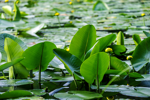 포토 JPG 해외이미지 식물 계절 꽃잎 꽃 호수 백그라운드 잎 꽃무늬 자연 표면 사람없음 야외 초록색 물 빛 강 컬러풀 햇빛 뷰티 노란색 환경 화목 벚꽃 연못 신선 개화 우아함 순수 묘사 환경보전 꼬투리 취급주의 많음 해외202309 해외포토 자연요소 컬러 컨셉 무늬 경고 태양 사회이슈 생태계 파일형식