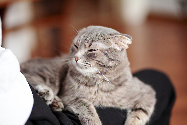 포토 JPG 해외이미지 동물 1 라이프스타일 응시 여자 행복 백그라운드 포유류 휴식 수염 아파트 주택 털 실내 앉기 사람없음 내부 반려동물 소파 뷰티 고양이 방 회색 흰색 잠 모피 얼룩무늬 솜털 거짓말 해외202309 해외포토 시선 감정 컬러 컨셉 무늬 의자 모션 사람 건물 생활 파일형식