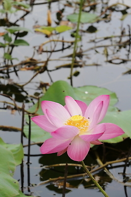 포토 JPG 해외이미지 식물 꽃잎 꽃 분홍색 컬러 잎 꽃무늬 태국 자연 새로움 씨앗 사람없음 빨간색 초록색 물 뷰티 맑음 보라색 벚꽃 흰색 개화 구슬 순수 만족 유기농 감사 내추럴 취급주의 특별함 해외202309 해외포토 자연요소 웰빙 감정 아시아 컨셉 무늬 날씨 경고 생태계 파일형식