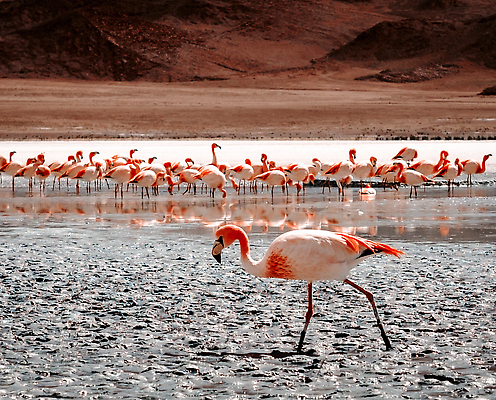 포토 JPG 해외이미지 동물 공원 호수 야생동물 분홍색 여행 백그라운드 자연 조류 산 사람없음 야외 물 파란색 컬러풀 햇빛 뷰티 걷기 사막 플라밍고 화산 소금 진흙 남쪽 석호 내추럴 이국적 전국 해외202309 해외포토 자연요소 공공시설 컬러 모션 태양 방향 생태계 파일형식
