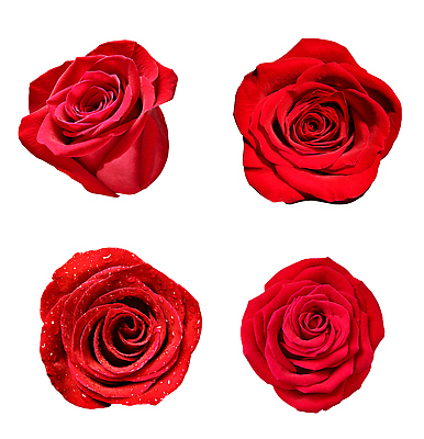 포토 JPG 해외이미지 식물 기념일 꽃잎 꽃 분홍색 컬러 꽃다발 결혼 백그라운드 잎 꽃무늬 자연 벽지 휴가 발렌타인데이 선물 사랑 사람없음 장식 빨간색 초록색 여름 뷰티 장미 머리 정원 봄 낭만 벚꽃 흰색 축하 신선 오픈 그룹 다발 수집 심볼 질감 부드러움 내추럴 고립 해외202309 해외포토 계절 감정 컨셉 무늬 데이이벤트 이벤트 신체부위 감각 생태계 파일형식