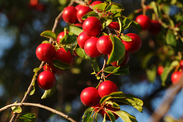 포토 JPG 해외이미지 나무 식물 계절 음식 컬러 백그라운드 잎 농업 과일 자연 하늘 건강 사람없음 빨간색 초록색 여름 파란색 농장 정원 활발 수확 나뭇가지 신선 체리 그룹 닫기 달콤 맛 과수원 다발 묘사 유기농 원예 비타민 자두 내추럴 숙성 맛있는 해외202309 해외포토 웰빙 산업 컨셉 모션 취미 생태계 영양소 파일형식