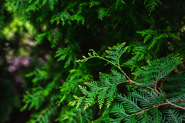 포토 JPG 해외이미지 나무 식물 계절 공원 꽃 컬러 백그라운드 잎 꽃무늬 자연 사람 사람없음 야외 장식 초록색 뷰티 노란색 정원 봄 놀이방 성장 벚꽃 업무 개화 배열 원예 식물원 조경 내추럴 벨로루시 심기 온실 해외202309 해외포토 공공시설 무늬 모션 취미 작업 생태계 파일형식