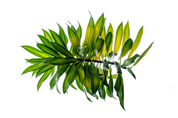 JPG 해외이미지 나뭇잎 사람없음 성장 흰색 편집소스 해외202309 해외포토 포토 컬러 잎 파일형식