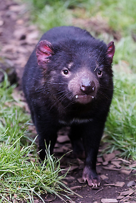포토 JPG 해외이미지 동물 공원 얼굴 야생동물 백그라운드 포유류 자연 수염 종류 사람없음 야외 목재 행운 닫기 호주 숲 악마 육식동물 육식 멸종 내추럴 동물상 해외202309 해외포토 나무 공공시설 컨셉 재료 모션 신체부위 조형물 오세아니아 생태계 파일형식