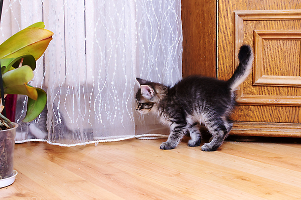 포토 JPG 해외이미지 동물 얼굴 백그라운드 장난 공 포유류 발 주택 털 실내 사랑 사람없음 빨간색 반려동물 뷰티 고양이 회색 흰색 아기 달콤 은색 작음 모피 깃털 흰배경 얼룩무늬 솜털 유래 순혈 해외202309 해외포토 감정 컬러 무늬 사람 내부 건물 신체부위 맛 크기 파일형식