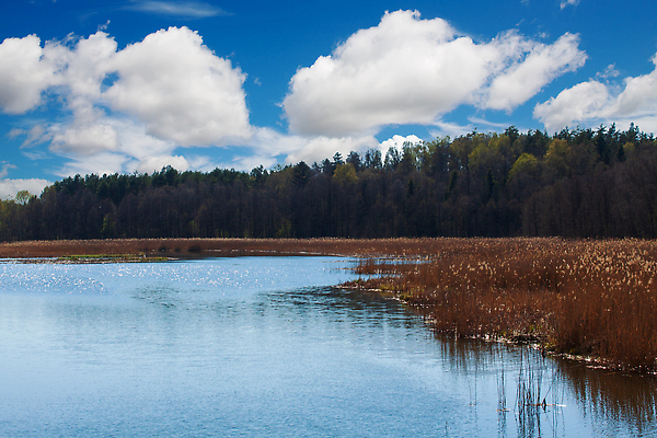 포토 JPG 해외이미지 식물 구름 계절 공원 호수 여행 백그라운드 자연 하늘 따뜻함 파노라마 갈대 풍경 사람없음 야외 초록색 물 여름 파란색 강 컬러풀 햇빛 뷰티 반사 환경 거울 시골 저수지 연못 숲 웅덩이 장면 내추럴 생태학 수평선 해외202309 해외포토 자연요소 공공시설 교육 컬러 촬영기법 태양 생태계 파일형식