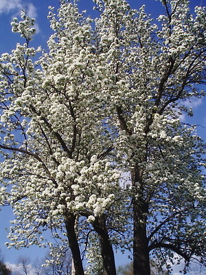 포토 JPG 해외이미지 나무 식물 계절 꽃잎 꽃 선 분홍색 백그라운드 꽃무늬 과일 자연 추상 친절 새로움 미술 동양인 사람없음 정원 일본 봄 벚꽃 흰색 나뭇가지 신선 개화 체리 닫기 과수원 4월 묘사 원예 부드러움 타이틀 내추럴 고립 저작권 해외202309 해외포토 아시아 컬러 컨셉 무늬 농업 모션 문화예술 인종 취미 감각 날짜 생태계 파일형식 지식재산권