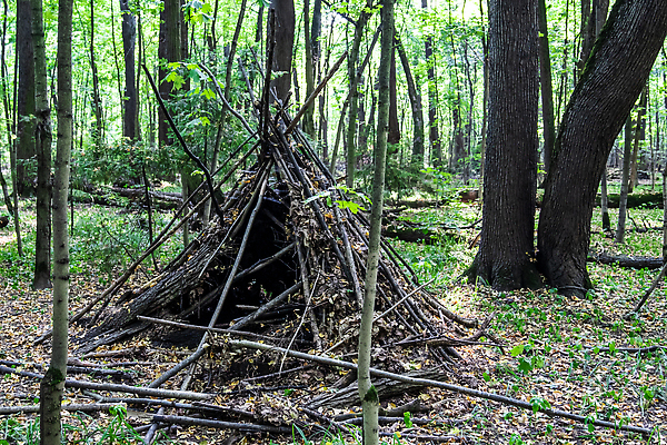 포토 JPG 해외이미지 나무 식물 계절 공원 여행 백그라운드 잎 자연 놀이 텐트 풍경 사람없음 야외 목재 초록색 여름 환경 봄 가을 나뭇가지 시골 막대기 황무지 숲 오두막 원시시대 숨김 내추럴 삼림지대 생존 해외202309 해외포토 공공시설 컬러 컨셉 재료 캠핑도구 역사 생태계 파일형식