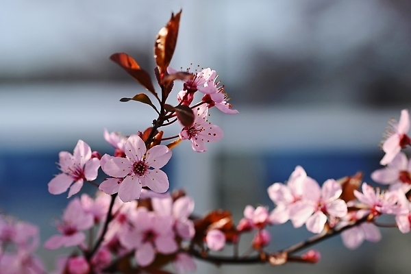 포토 JPG 해외이미지 나무 식물 디자인 배너 계절 공원 꽃 분홍색 백그라운드 꽃무늬 자연 하늘 부활절 건강 미술 사람없음 컬러풀 태양 뷰티 정원 일본 맑음 봄 벚꽃 흰색 나뭇가지 신선 개화 체리 닫기 과수원 묘사 원예 보케 내추럴 해외202309 해외포토 자연요소 공공시설 기념일 아시아 컬러 무늬 농업 과일 모션 날씨 문화예술 취미 생태계 파일형식