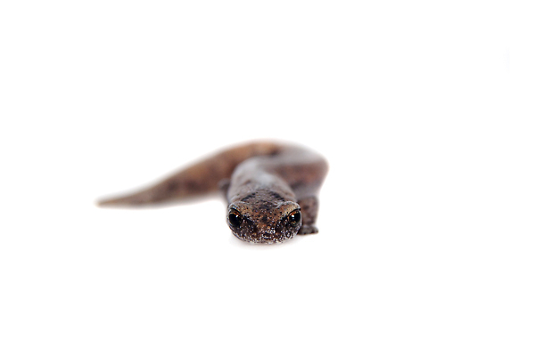 포토 JPG 해외이미지 동물 척추동물 야생동물 백그라운드 파충류 자연 열대 종류 양서류 경고 사람없음 갈색 미국 젖음 만남 흰색 숲 열대우림 혀 에콰도르 남쪽 고립 동물상 아마존 페루 해외202309 해외포토 컬러 컨셉 북아메리카 조형물 입 남아메리카 방향 생태계 파일형식