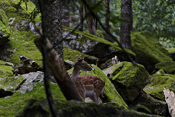 포토 JPG 해외이미지 동물 공원 남자 유럽 야생동물 자연 사슴 사람없음 초록색 갈색 머리 걷기 흰색 스페인 숲 통과 동물상 떠남 해외202309 해외포토 공공시설 나라 컬러 포유류 모션 사람 신체부위 조형물 생태계 파일형식