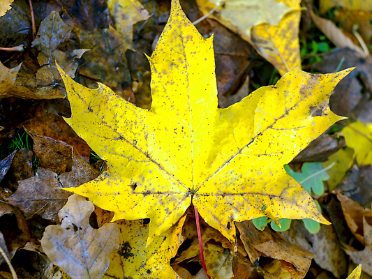 포토 JPG 해외이미지 계절 도로 길 줄기 컬러 잎 곡선 오렌지 자국 자연 건조 사람 풍경 사람없음 목재 빨간색 초록색 빛 컬러풀 태양 뷰티 노란색 평화 걷기 환경 활발 하이킹 안개 덮개 가을 시골 황금 오솔길 아스팔트 9월 장면 추수감사절 10월 삼림지대 전국 해외202309 해외포토 자연요소 나무 식물 기독교 선 컨셉 과일 재료 교통시설 모션 레저 날씨 뚜껑 날짜 숲 생태계 파일형식