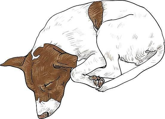 EPS 해외이미지 동물 캐릭터 여자 행복 얼굴 일러스트 포유류 털 미술 반려동물 갈색 쌓기 문 흰색 잠 개 강아지 가난 만화 스케치 그림 클립 송곳니 노숙자 고립 벡터 해외202309 해외일러스트 일러캐릭터 감정 컬러 컨셉 모션 문화예술 사람 신체부위 치아 파일형식