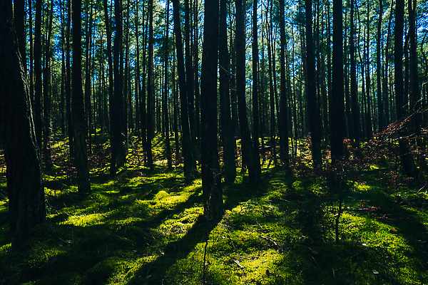 포토 JPG 해외이미지 나무 식물 계절 공원 길 백그라운드 잎 자연 벽지 아침 이끼 사람없음 야외 목재 초록색 빛 햇빛 태양 뷰티 일출 환경 맑음 어둠 고요 일몰 봄 안개 소나무 황무지 숲 생태계 장면 마법 전나무 내추럴 삼림지대 해외202309 해외포토 주간 자연요소 공공시설 컬러 재료 날씨 노을 파일형식