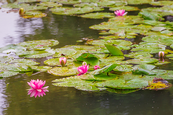 포토 식물 계절 꽃 유럽 컬러 컨셉 날씨 가루 생태계 파일형식 해외202309 사람없음 JPG 해외이미지 연못 수련 신선 가로 잎 자연 야외 분홍색 반사 장식 호수 뷰티 벚꽃 초록색 성장 화려 꽃잎 프랑스 파리(프랑스) 수면 연꽃 평화 꽃가루 휴식 풍경 봄 맑음 고요 들꽃 컬러풀 해외포토 파리
