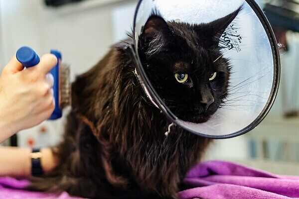 포토 JPG 해외이미지 동물 직업 헤어스타일 응시 건조 수영장 털 실내 건강 사람없음 물 반려동물 수건 뷰티 머리 귀여움 상점 고양이 젖음 공구 붓 머리빗 화려 빨래 작음 미용사 모피 자르기 청소 서비스 솜털 샴푸 몸단장 다듬기 돌봄 샤워실 위생관리 이발사 순혈 해외202309 해외포토 자연요소 시선 컨셉 가사 포유류 모션 관리 내부 신체부위 위생용품 도구 미용용품 크기 샤워시설 파일형식