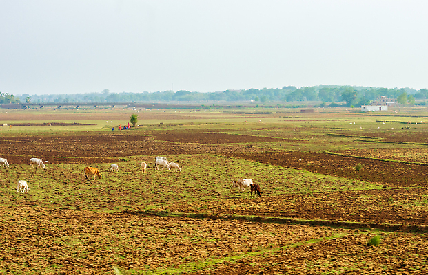 포토 JPG 해외이미지 동물 여행 백그라운드 밭 농업 자연 하늘 풍경 사람없음 야외 초록색 여름 파란색 글로벌 햇빛 뷰티 농장 농경지 갈색 노란색 마을 환경 맑음 봄 목장 흰색 시골 소 군중 방목 땅 천 언덕 장면 내추럴 땅바닥 찰과상 해외202309 해외포토 계절 산업 컬러 포유류 날씨 바닥 사람 태양 직물 축산업 상처 생태계 파일형식