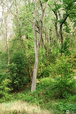 포토 JPG 해외이미지 나무 계절 공원 길 여행 백그라운드 잎 자연 하늘 아침 날씨 이끼 풍경 사람없음 야외 목재 초록색 여름 파란색 빛 컬러풀 햇빛 태양 뷰티 환경 맑음 봄 안개 가을 소나무 황무지 숲 장면 공상 내추럴 땅바닥 옛날 해외202309 해외포토 주간 자연요소 식물 공공시설 컬러 재료 바닥 생태계 파일형식