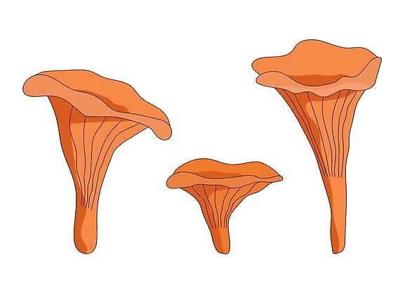 EPS 해외이미지 식물 디자인 계절 음식 채소 일러스트 자연 건강 요리 미술 그래픽 여름 세트 버섯 수확 가을 신선 숲 만화 수집 그림 에코 유기농 날것 내추럴 곰팡이 그물버섯 독버섯 마약 식용 채식주의자 캡모자 벡터 해외202309 해외일러스트 모자_잡화 웰빙 농업 문화예술 환경 생태계 채식 파일형식