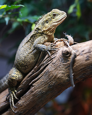 포토 JPG 해외이미지 동물 야생동물 여행 파충류 자연 종류 사람없음 야외 관광지 환경 용 호주 생태계 도마뱀 내추럴 동물상 해외202309 해외포토 조형물 오세아니아 파일형식