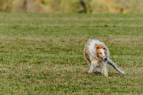 포토 JPG 해외이미지 동물 1 공원 감정 스포츠 밭 모션 놀이 건강 사람없음 야외 초록색 반려동물 달리기 뷰티 걷기 정원 점프 경쟁 에너지 게임 시골 레이싱 잡기 개 유혹 속도 사냥 송곳니 기르기 전력질주 챔피언 순혈 해외202309 해외포토 공공시설 컬러 컨셉 농업 포유류 시합 치아 돌봄 파일형식