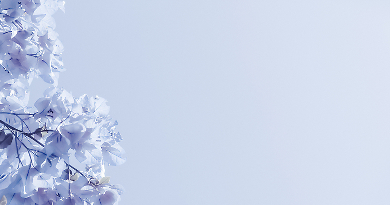 포토 JPG 해외이미지 꽃 백그라운드 사람없음 파란색 나뭇가지 화려 카피스페이스 해외202309 해외포토 나무 식물 컬러 컨셉 공백 파일형식