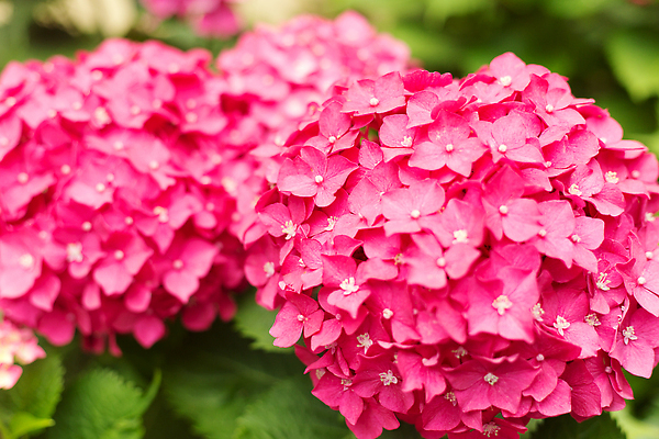 포토 JPG 해외이미지 식물 계절 꽃잎 꽃 분홍색 컬러 백그라운드 꽃무늬 자연 사람없음 여름 뷰티 정원 봄 벚꽃 신선 개화 닫기 소프트포커스 다발 원예 수국 내추럴 블러 해외202309 해외포토 무늬 모션 촬영기법 취미 생태계 파일형식