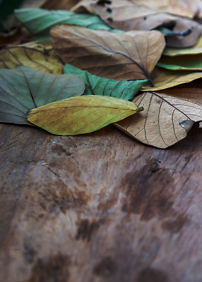 포토 JPG 해외이미지 모양 나무 식물 디자인 벽 컬러 백그라운드 잎 패턴 자연 벽지 표면 추상 프레임 건조 세포 그림자 미술 사람없음 목재 초록색 빛 햇빛 뷰티 갈색 환경 줄무늬 나뭇가지 죽음 거친 묘사 에코 질감 흙더미 정맥 내추럴 땅바닥 옛날 지질학 해외202309 해외포토 교육 무늬 재료 문화예술 바닥 태양 흙 생태계 혈관 파일형식 더미