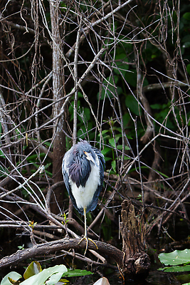 포토 JPG 해외이미지 여행 북아메리카 자연 조류 사람없음 야외 미국 습지 왜가리 사냥 사냥꾼 철새 플로리다 해외202309 해외포토 동물 직업 아메리카 생태계 파일형식