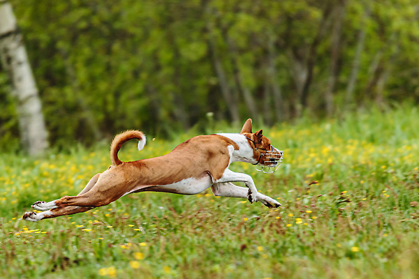 포토 JPG 해외이미지 동물 공원 행복 스포츠 셔츠 밭 포유류 모션 자연 놀이 건강 사람없음 야외 초록색 달리기 햇빛 뷰티 우주 정원 맑음 점프 검은색 경쟁 에너지 레이싱 잡기 개 유혹 강의 테리어 속도 호기심 사냥 사냥개 섬광 순간 순혈 해외202309 해외포토 공공시설 감정 컬러 컨셉 상의 농업 날씨 시합 태양 생태계 파일형식