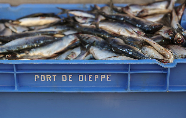 포토 JPG 해외이미지 영어 문화 음식 바다 낚시 항해 건강 어류 사람없음 파란색 상자 식당 얼음 식사 프랑스 신선 잡기 시장 은색 지중해 먹기 계산대 해산물 상업 날것 포트 헛간 흙더미 대서양 내추럴 프랑스어 노르망디 송어 줄서기 채널 청어 많음 맛있는 해외202309 해외포토 자연요소 문자 유럽 컬러 컨셉 배_교통 모션 레저 상점 수중동물 흙 저장고 파일형식 더미