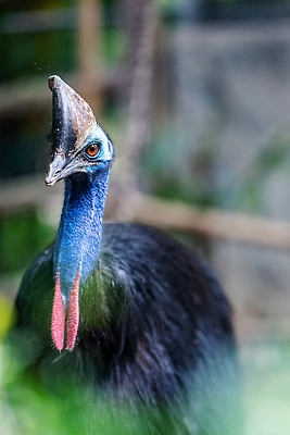 포토 JPG 해외이미지 동물 얼굴 야생동물 컬러 자연 조류 뿔 동물원 종류 사람없음 파란색 컬러풀 뷰티 머리 검은색 호주 숲 위험 큼 열대우림 깃털 묘사 부리 멸종 서식지 선사시대 타조 계산서 내추럴 해외202309 해외포토 멸종위기종 컨셉 신체부위 역사 오세아니아 크기 생태계 파일형식
