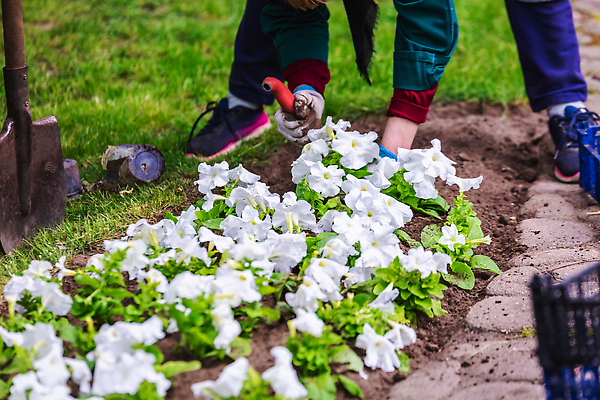 포토 JPG 해외이미지 나무 식물 계절 공원 꽃 컬러 백그라운드 잎 꽃무늬 자연 사람 사람없음 야외 장식 초록색 뷰티 노란색 정원 봄 놀이방 성장 벚꽃 업무 개화 배열 원예 식물원 조경 내추럴 벨로루시 심기 온실 원예사 해외202309 해외포토 직업 공공시설 무늬 모션 취미 작업 생태계 파일형식