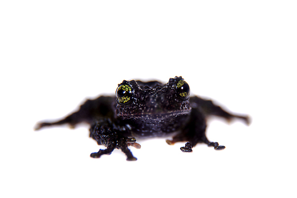 포토 JPG 해외이미지 동물 척추동물 응시 과학 백그라운드 패턴 파충류 실내 개구리 양서류 사람없음 초록색 우주 검은색 수중 어둠 회색 흰색 작음 열대우림 슛 멸종 길이 기어가기 고립 숨기 이국적 못생김 차단 해외202309 해외포토 시선 컬러 무늬 모션 내부 숲 크기 파일형식