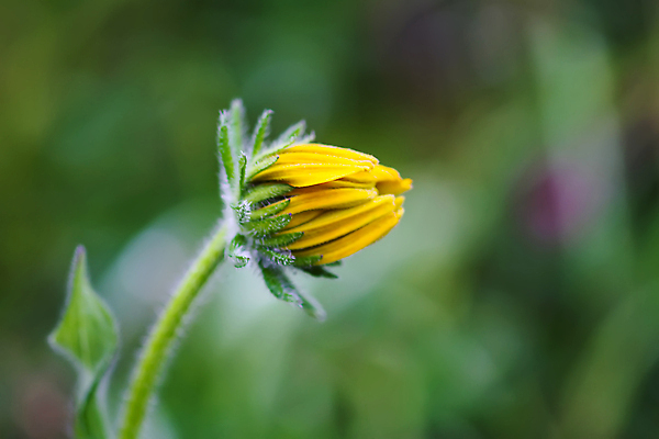 포토 JPG 해외이미지 식물 계절 공원 꽃잎 꽃 백그라운드 잎 꽃무늬 밭 오렌지 자연 사람없음 야외 장식 초록색 여름 컬러풀 뷰티 노란색 정원 봄 활발 들꽃 성장 벚꽃 신선 개화 황금 유기농 원예 꽃가루 잡종 내추럴 해외202309 해외포토 웰빙 공공시설 컬러 컨셉 무늬 농업 과일 취미 가루 생태계 파일형식