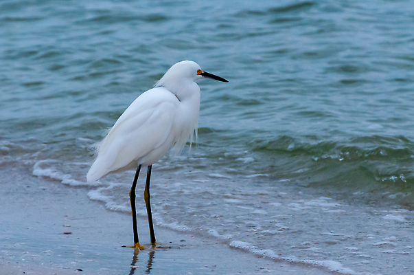 포토 JPG 해외이미지 동물 호수 야생동물 자연 조류 낚시 서기 사람없음 물 뷰티 흰색 연못 우아함 습지 큼 왜가리 깃털 부리 눈내림 플로리다 해외202309 해외포토 자연요소 컬러 컨셉 모션 레저 눈_날씨 미국 크기 생태계 파일형식