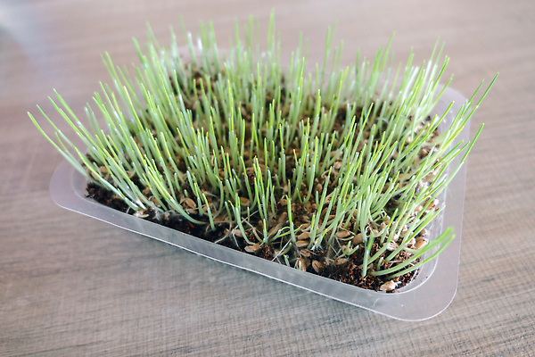 포토 JPG 해외이미지 식물 동물 응시 음식 백그라운드 잎 포유류 자연 털 실내 건강 사람없음 초록색 반려동물 뷰티 고양이 성장 신선 모피 먹기 허브 유기농 육식동물 비타민 솜털 내추럴 귀리 해외202309 해외포토 웰빙 시선 컬러 모션 곡류 내부 생태계 영양소 파일형식